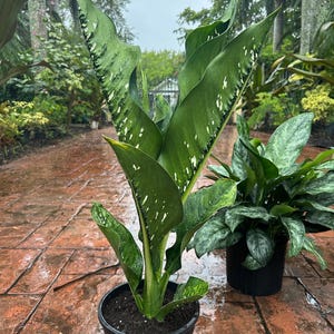 Dieffenbachia Crocodile, 10&quot; pot