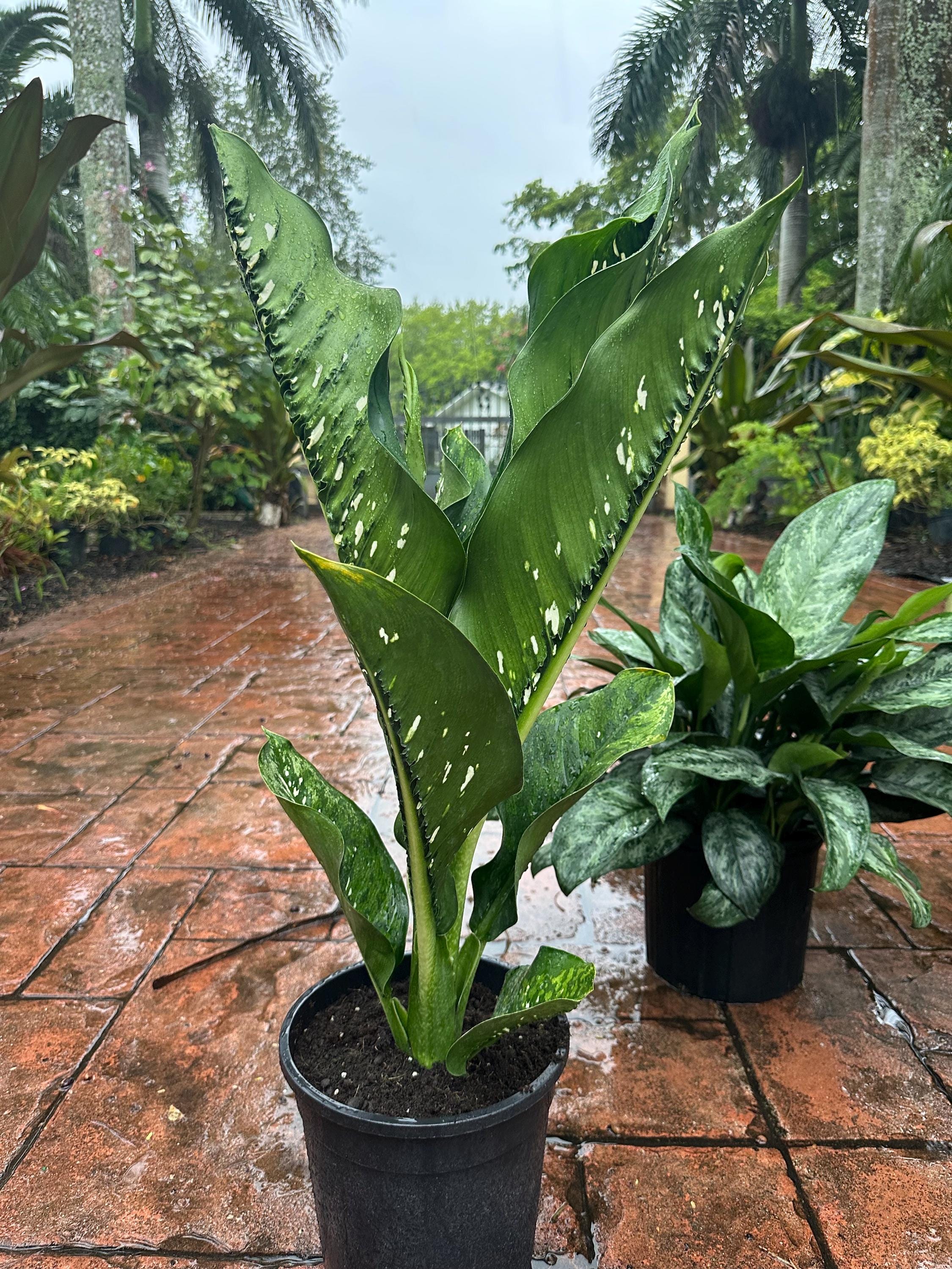 Dieffenbachia Crocodile, 10