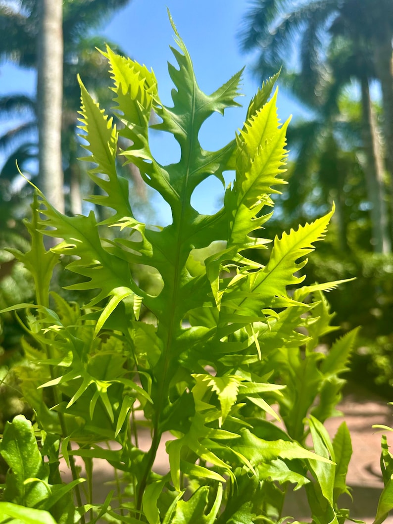 Green Millennium Dragon Wing Fern