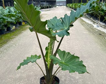 Alocasia Portora, 10” pot. Fall crop - Ships 48” box.