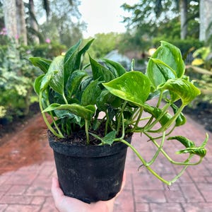 May include: A potted houseplant with vibrant green leaves, some speckled with lighter green, spills over the sides of a black plastic pot. The plant is set against a blurred background of greenery and a brick walkway.
