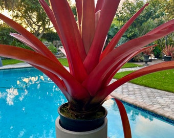 Aechmea Blanchetiana Red Hybrid-new hybrid, 9” pot