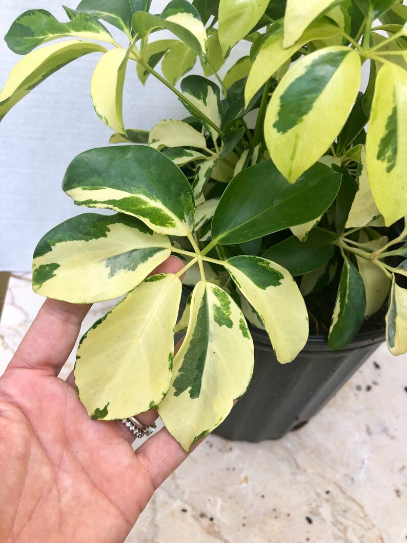 Schefflera arboricola Dazzle | Etsy