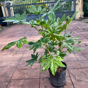 May include: A potted Fatsia japonica plant with large, palmate leaves. The plant is in a black plastic pot, set on a brick patio. The leaves are a vibrant green, and the plant is well-established. The background includes a gate and a glimpse of the sky.