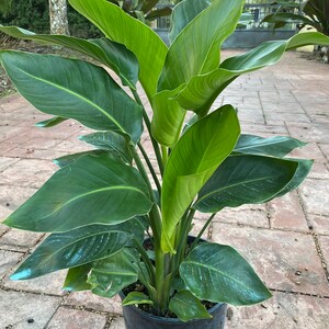 White Bird of Paradise, 10&quot; pot (3 G), 4 plants in one pot.