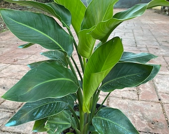 White Bird of Paradise, 10" pot (3 G), 4 plants in one pot.