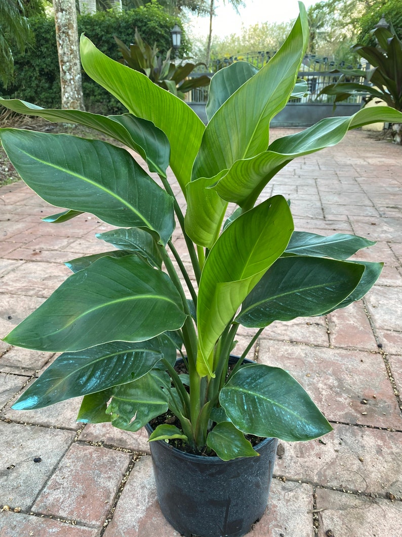 White Bird of Paradise