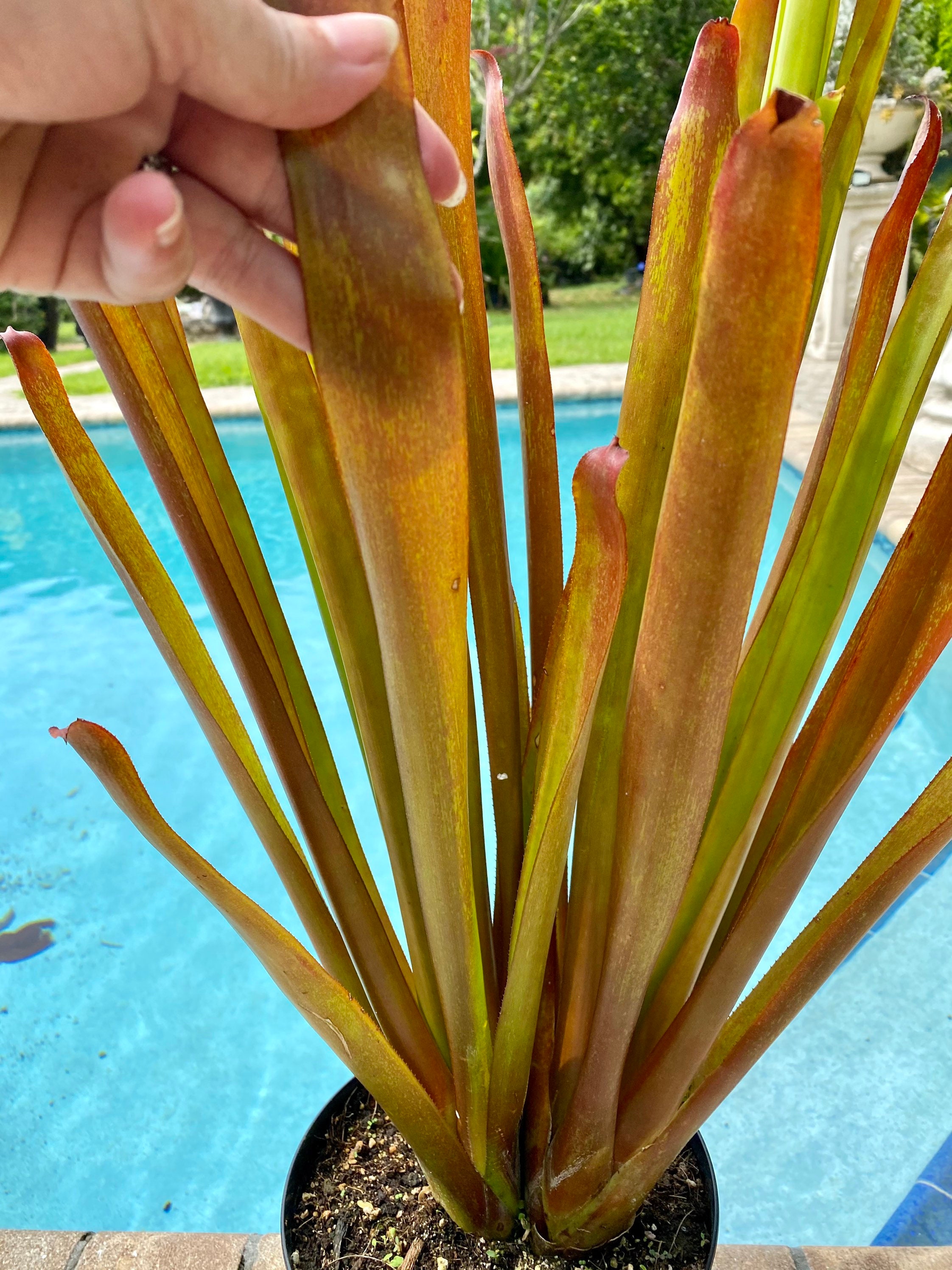 Aechmea Red Candles bromeliad 8 pot Large Etsy