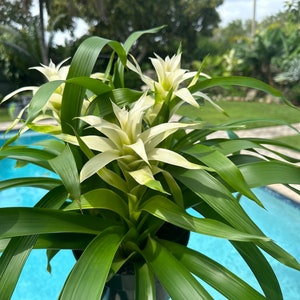 Guzmania bromeliad planting, 3 per pot. 8 pot All white colors image 4