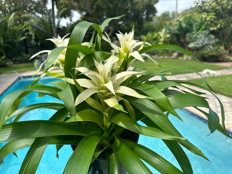 Guzmania bromeliad planting, 3 per pot. 8 pot All white colors image 4