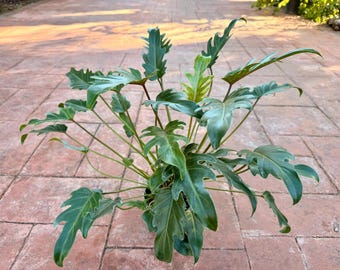 21" Artificial Philodendron Bush | 12-stem Faux Greenery With 72 Leaves |  Lifelike Plant for Arrangements, Home, or Office Decor-21158 - Etsy