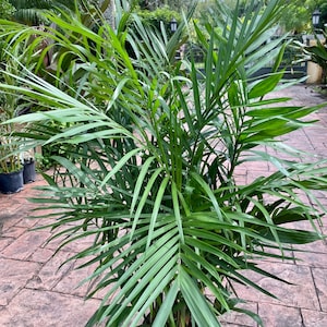 Bamboo palm, 10 pot. Chamaedorea seifrizii 60 box image 7