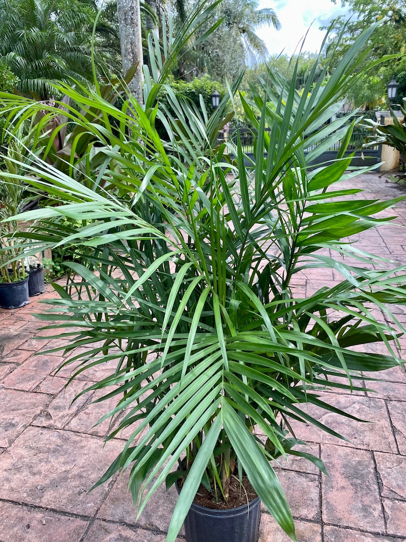 Bamboo palm, 10 pot. Chamaedorea seifrizii 60 box image 7