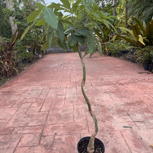 May include: A young tree in a black plastic pot. The tree has a slender, curved trunk and large, green leaves. The tree is outdoors on a brick patio, surrounded by other plants and trees.