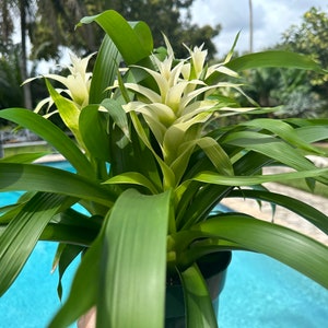 Guzmania bromeliad planting, 3 per pot. 8 pot All white colors image 5