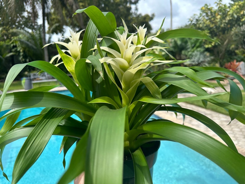 Guzmania bromeliad planting, 3 per pot. 8 pot All white colors image 5