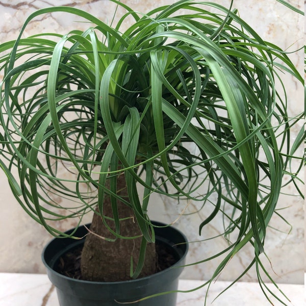 Ponytail palm, 6" pot.