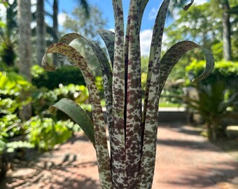 Quesnelia ‘Marmorata’ bromeliad, 6” pot 2 plants in pot