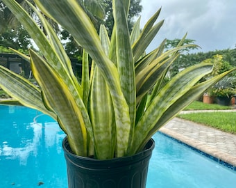 Sansevieria Lauren, 10" pot