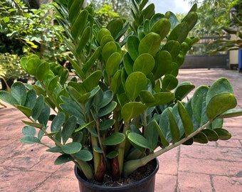 ZZ plant - Zamioculcas zamiifolia ‘Lucky’, 10” pot Actual plant Full pot