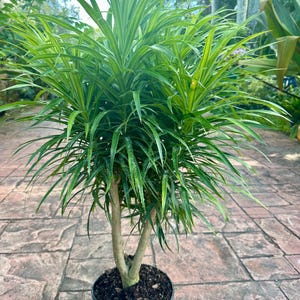 Dracaena Anita Variegated, Stump, 10 Pot Actual Plant - Etsy