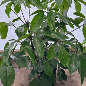 Schefflera amate, 10” pot. Bush.