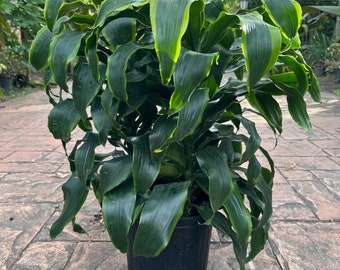 Dracaena Dorado, pot de 10 po. 3 plantes par pot