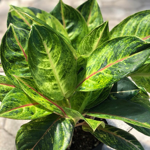 Aglaonema Green Papaya, 6" pot