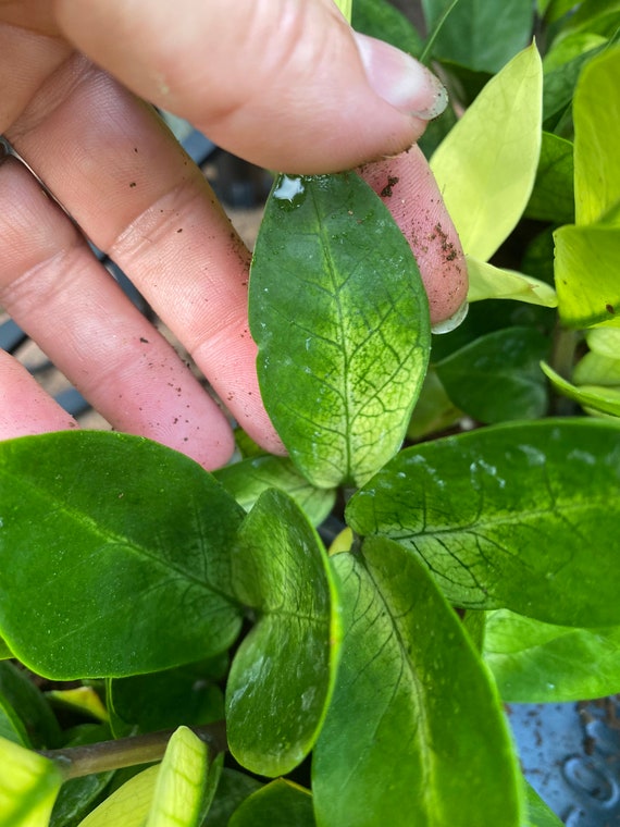 Chameleon ZZ - Zamioculcas Zamiifolia, 6” Pot. - Etsy