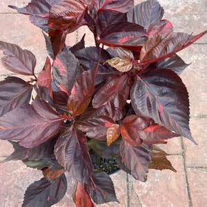 Copper plant, Copperleaf, Acalypha wilkesiana, 10 pot/3 G Red. Jacobs Coat image 5