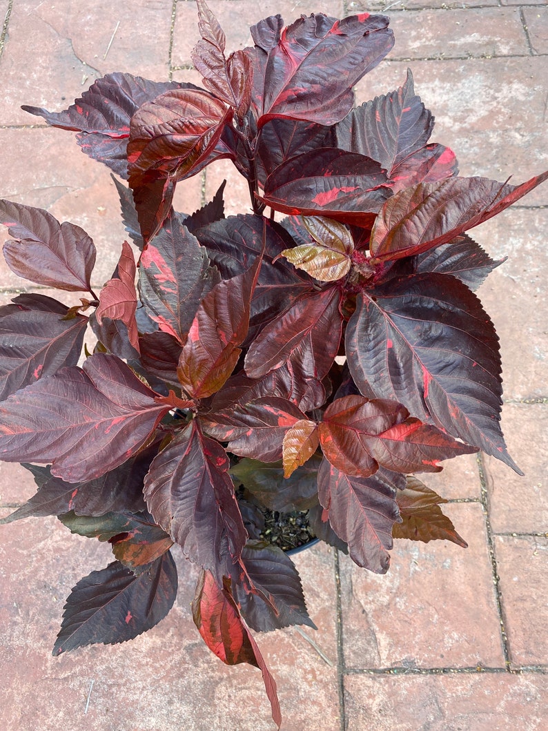 Copper plant, Copperleaf, Acalypha wilkesiana, 10 pot/3 G Red. Jacobs Coat image 5