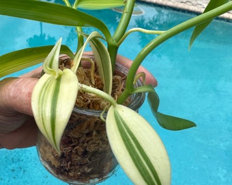 Vanilla Bean Orchid cuttings. Planifolia, Tahitensis, Green on Green and Albo Marginated White.