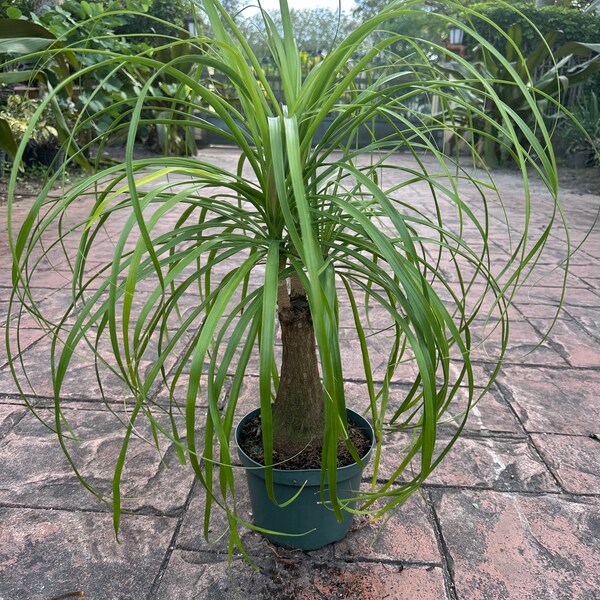 Ponytail palm, Guatamalensis, 8” pot Actual plant