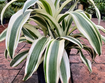 Rare Dracaena White Aspen, 10" pot. NEW crop 2 stems in pot