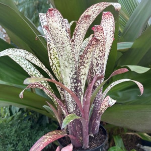 Billbergia ‘Lots of Spots’  hybrid, Casablanca bromeliad, 6” pot 3 plants