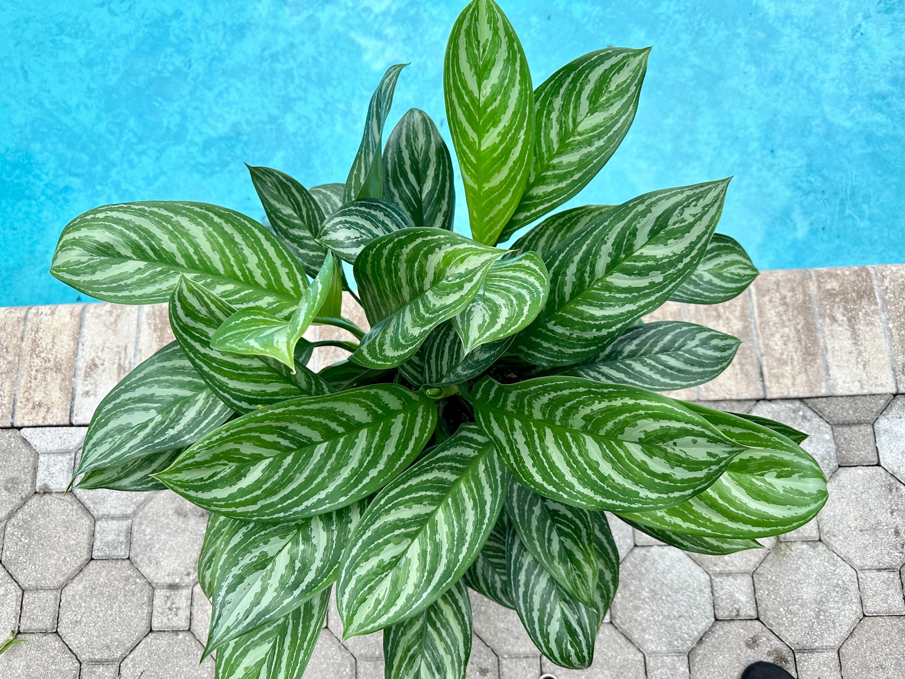 Aglaonema Stripes, 10” Pot - Etsy