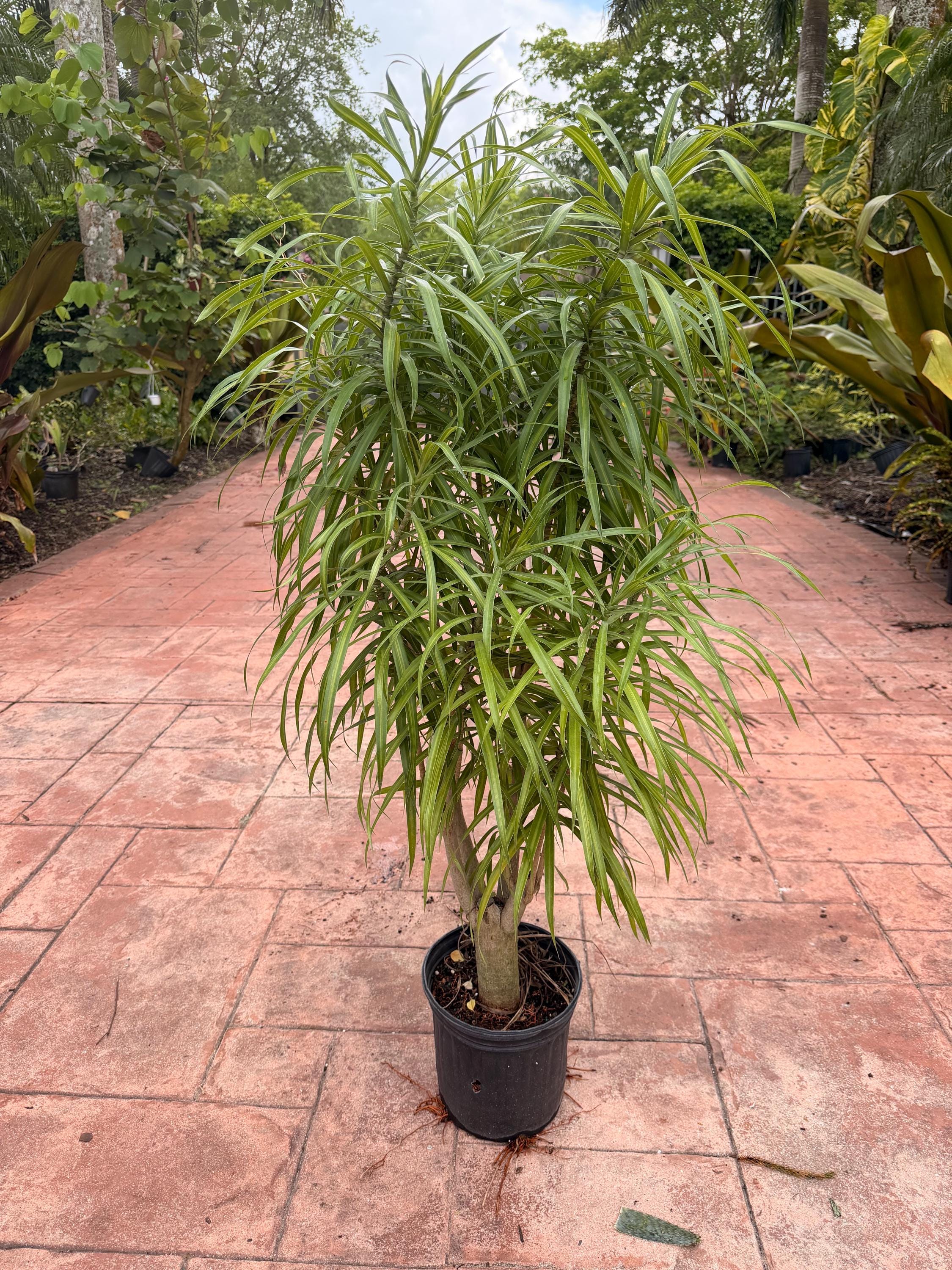 Dracaena 'Anita' 10" Variegated Stump