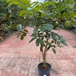 May include: A young tree with green leaves and reddish-brown stems is planted in a black plastic pot. The tree is on a red brick walkway, with other trees and foliage in the background.