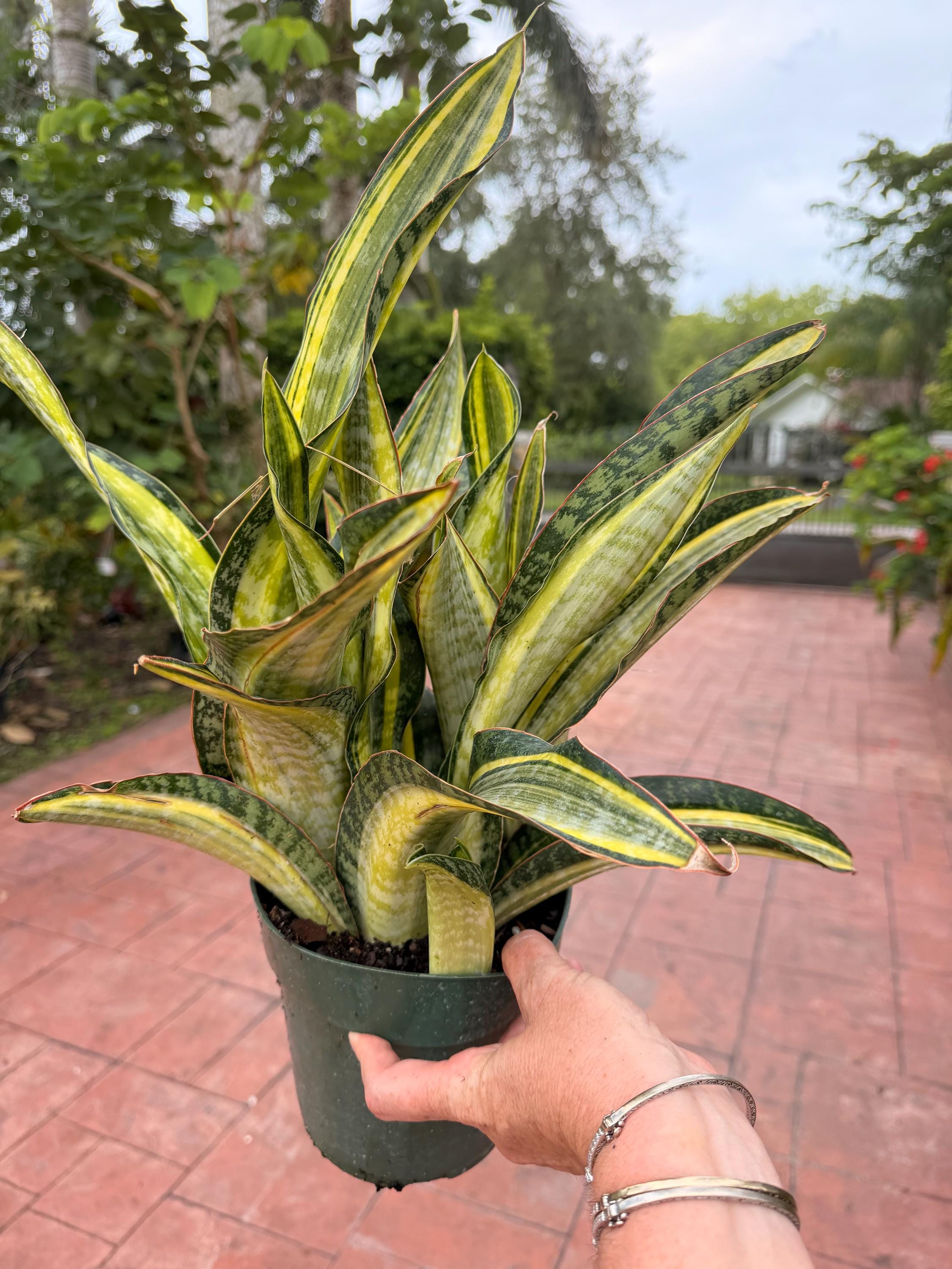 New Patent Sansevieria Candlelight, 6