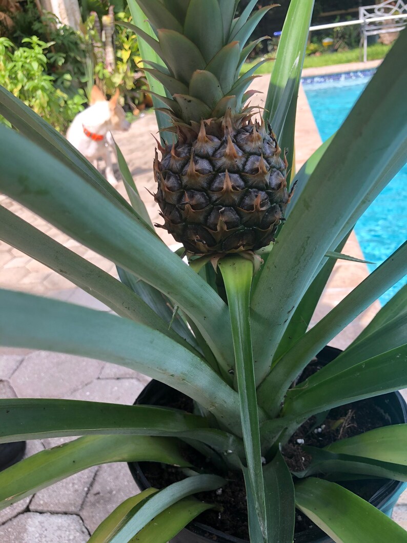 Ananas comosus bromeliad Pineapple w/ fruit. 8 pot Etsy