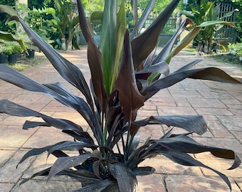 Cordyline Black Magic, 10” pot