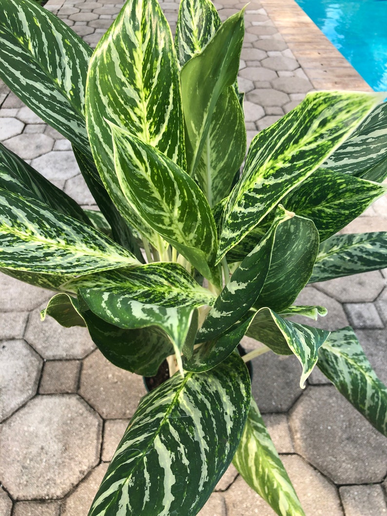 Aglaonema Golden Madonna. 6 pot | Etsy