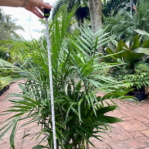 Bamboo palm, 10 pot. Chamaedorea seifrizii 60 box image 2
