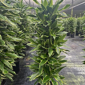 May include: A lush, green plant with long, pointed leaves edged in yellow. The plant is in a black pot and appears to be in a greenhouse setting. Other similar plants are visible in the background, creating a sense of abundance and natural beauty.