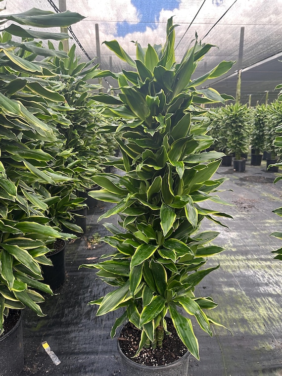 15748 philodendron circle Shop Philodendron Pink Princess | Plants and Houseplants for Delivery main image 1