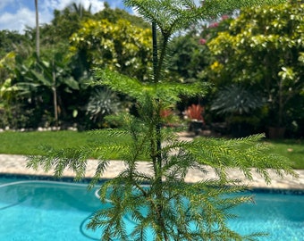 Norfolk Island Pine, 4” pot. Tall little tree w shape