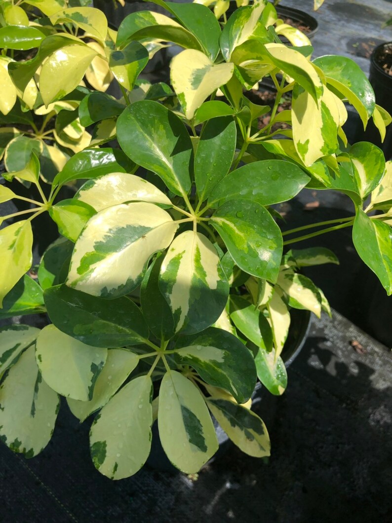 arboricola dazzle schefflera