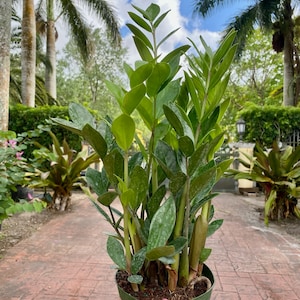 ZZ plant - Zamioculcas zamiifolia, 6” pot