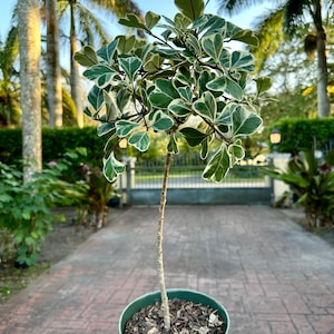 Variegated Ficus natalensis ficus triangularis, 6 pot Tree form. image 5