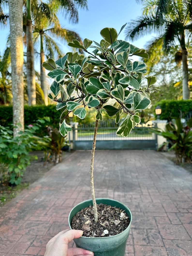 Variegated Ficus natalensis ficus triangularis, 6 pot Tree form. image 5